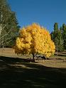 AutumnGolden ash 